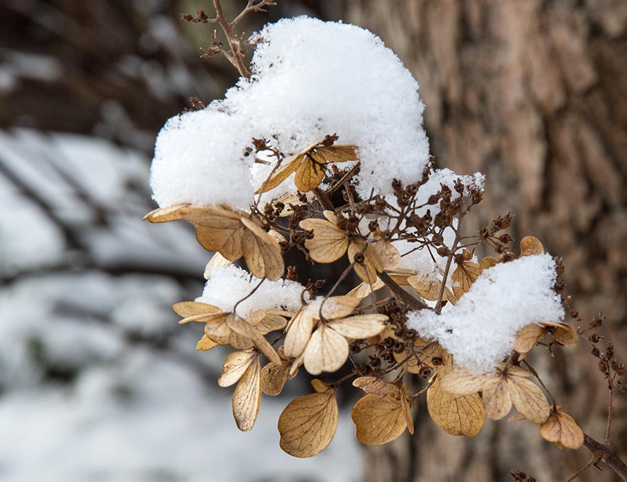 Covered in Snow