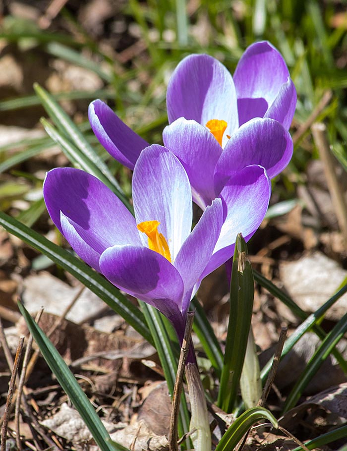 Crocuses in the Front Garden