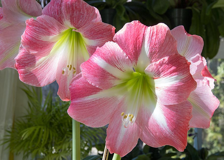 Two Sets of Identical Amaryllis