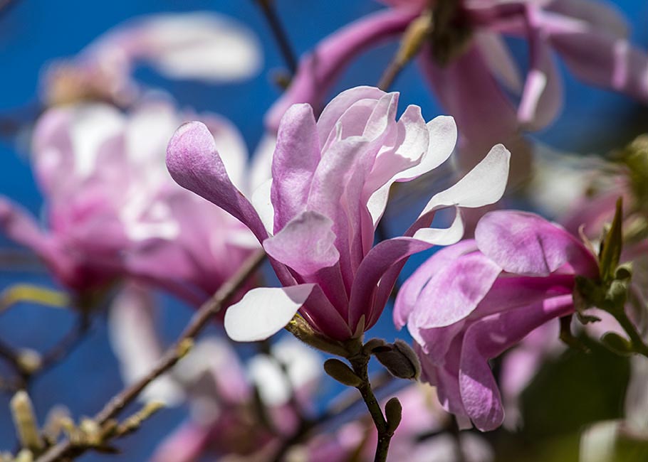 Star Magnolia in Bloom