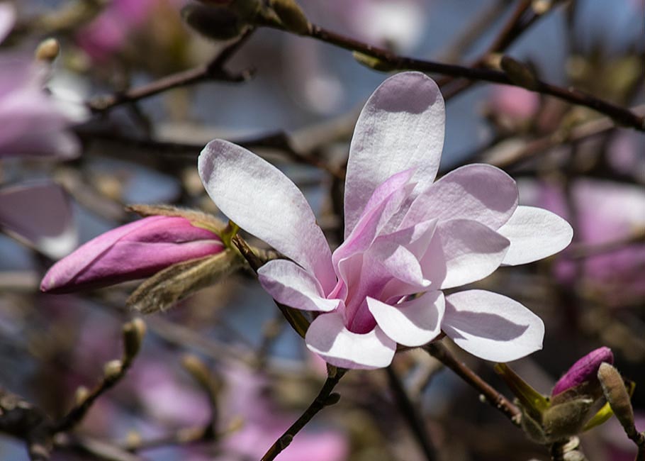 First Trees in Bloom in Spring