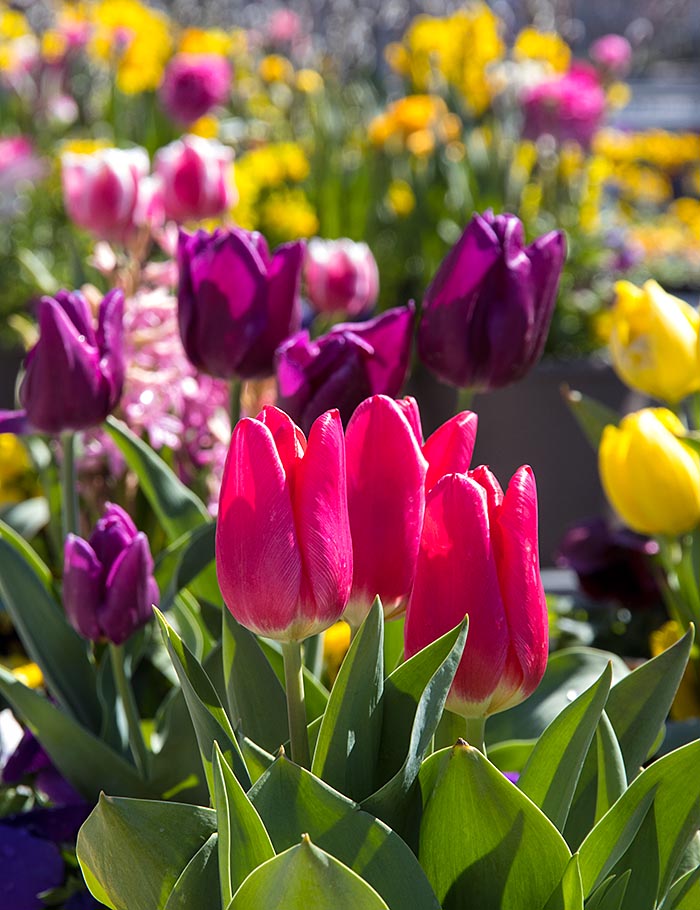 Tulips for Sale