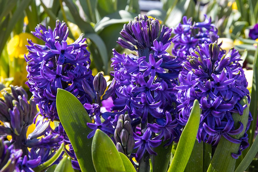 Hyacinths