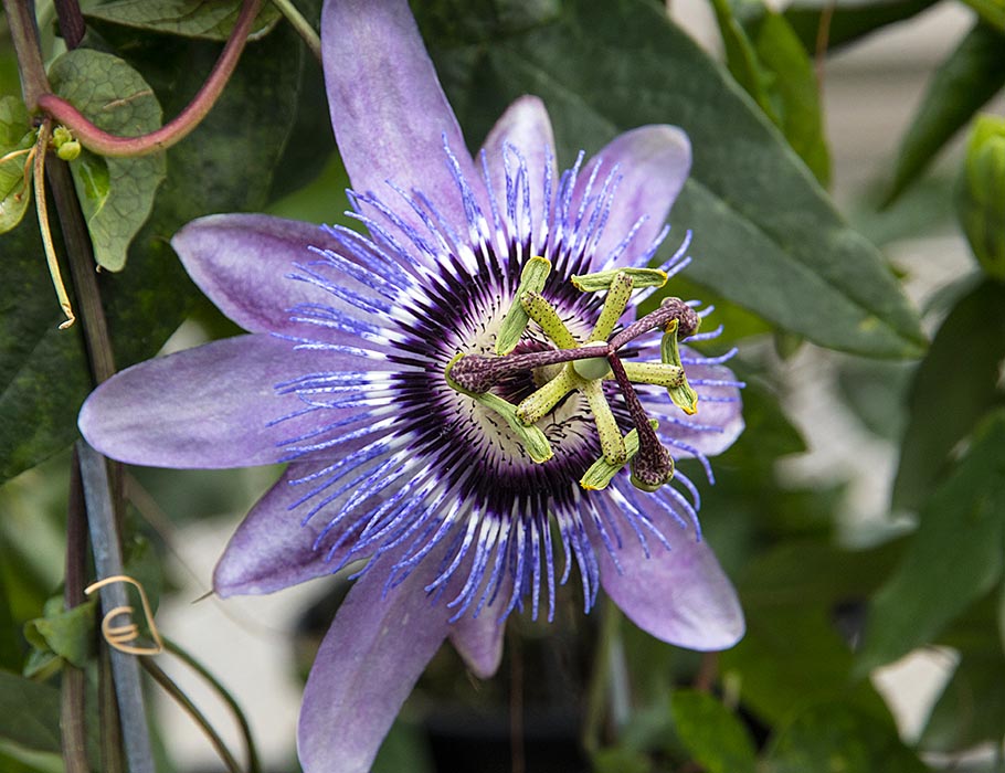 Passion Flower