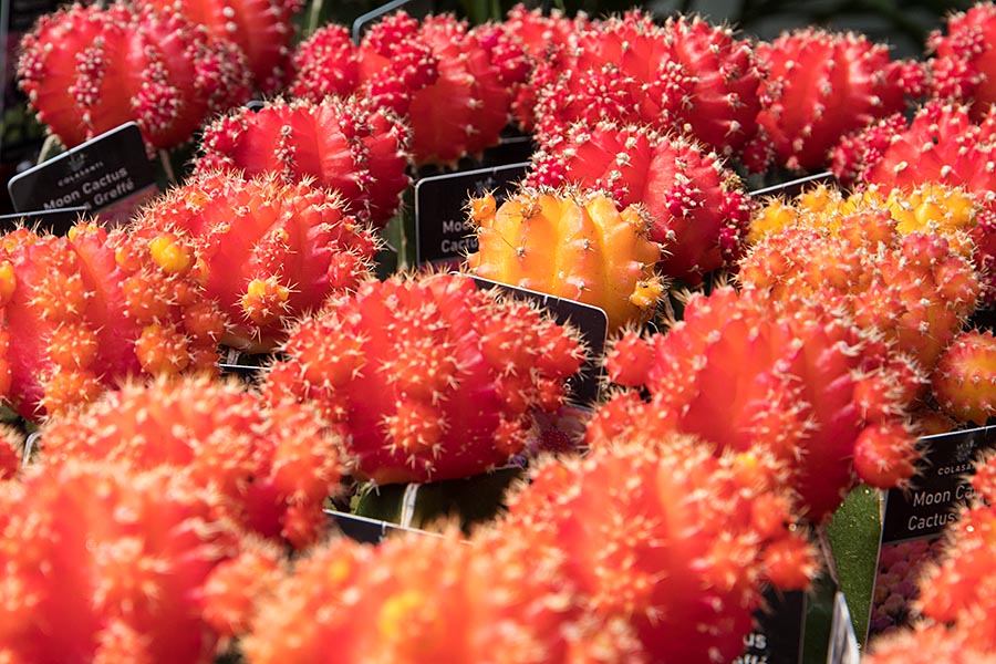 Rows of Cactus