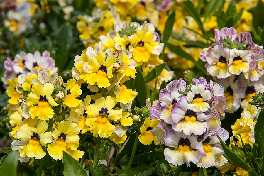 Cheery Flowers