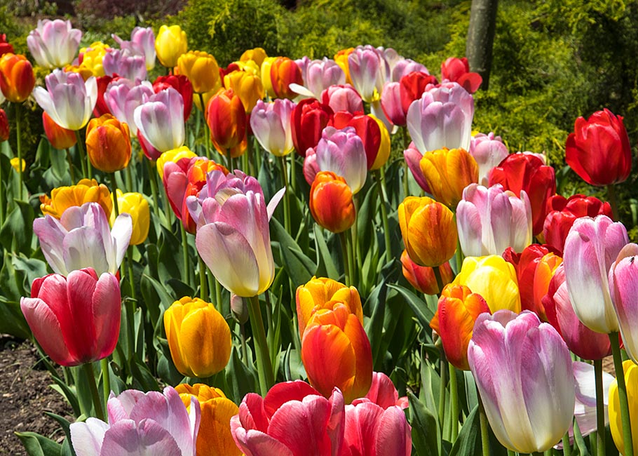 Rows of Tulips