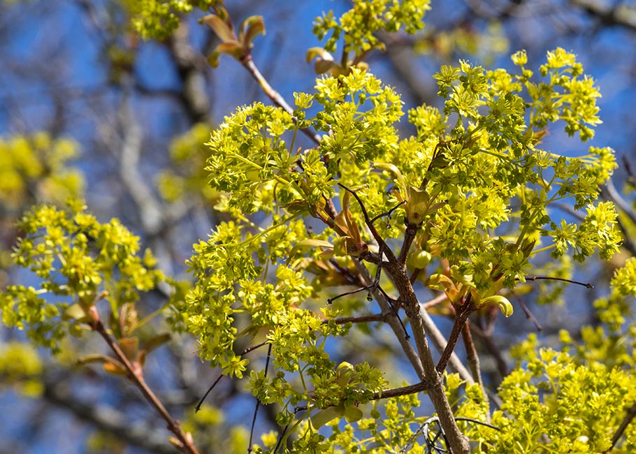 Maples in Bloom