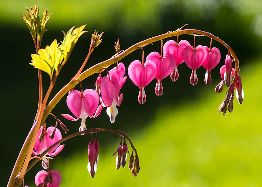 Bleeding Hearts