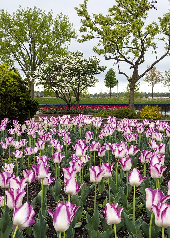 Tulips in Bloom at Riverside Park in LaSalle