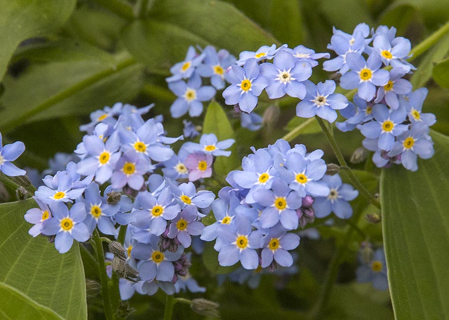 Forget-Me-Nots