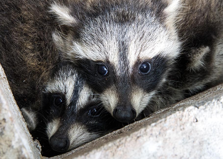 Baby Raccoons