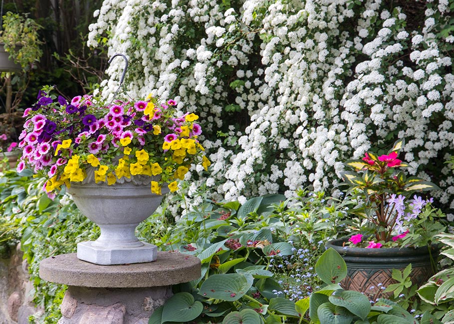 the Bridal Wreath Spirea