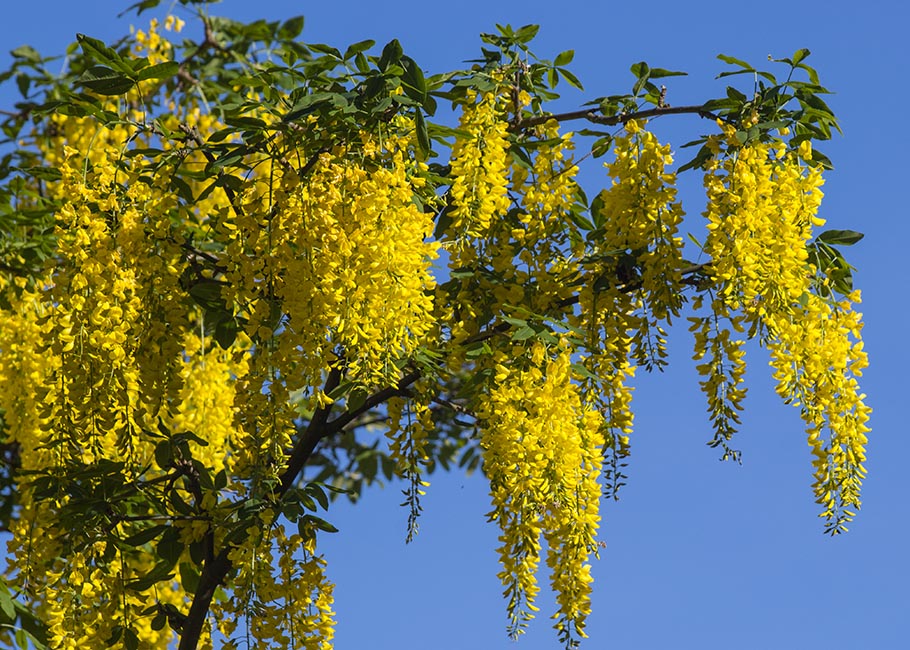 the Golden Chain Tree in Bloom