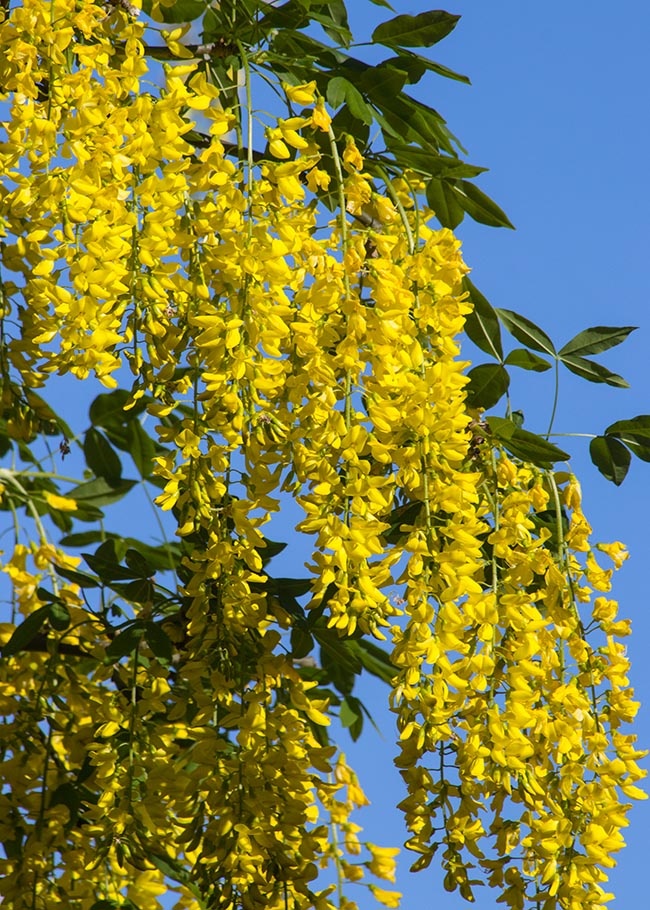 Cascades of Yellow Flowers