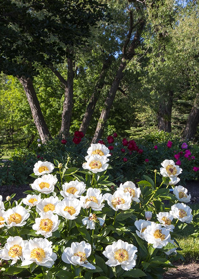 A Visit to the Peony Gardens