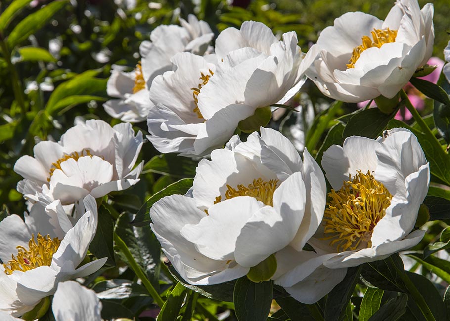 Single White Tree Peonies