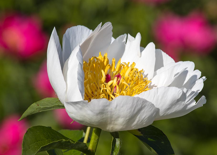 Single White Peony