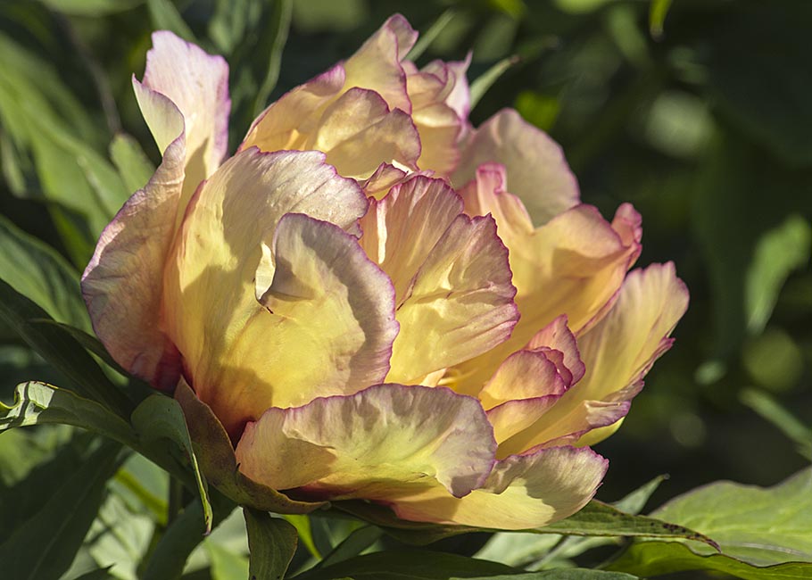 Golden Tree Peony