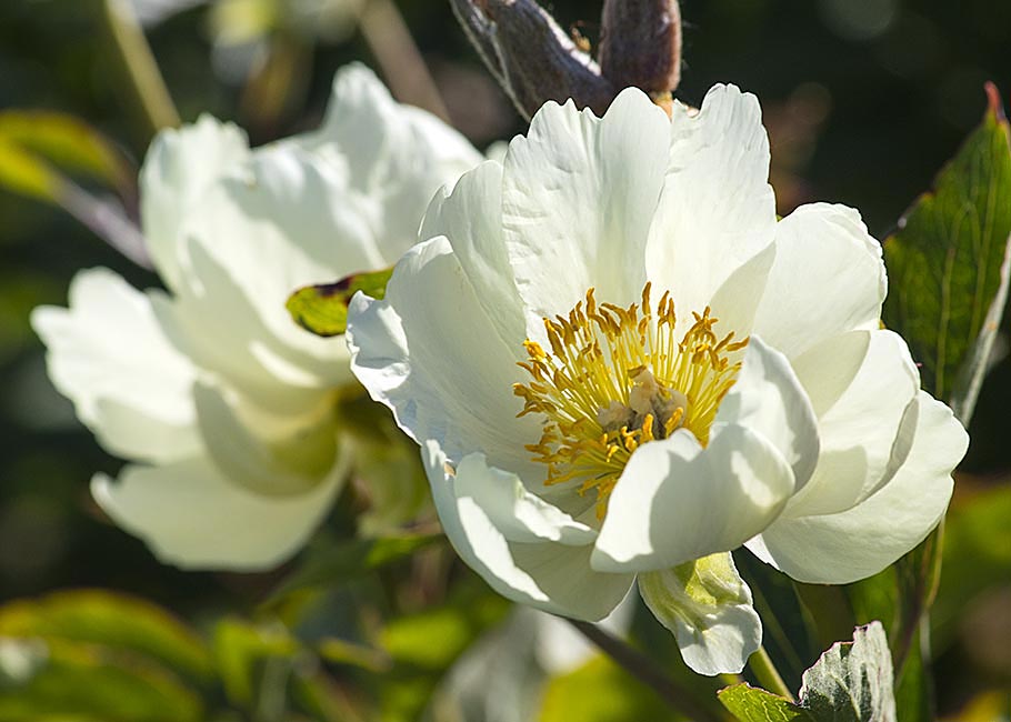 Single Peony Twins