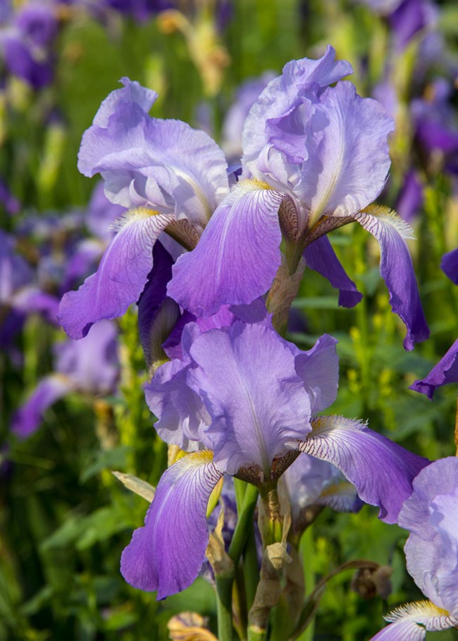 Irises 