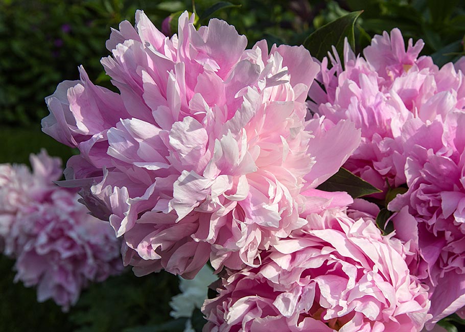 My Peonies in the Morning Sun