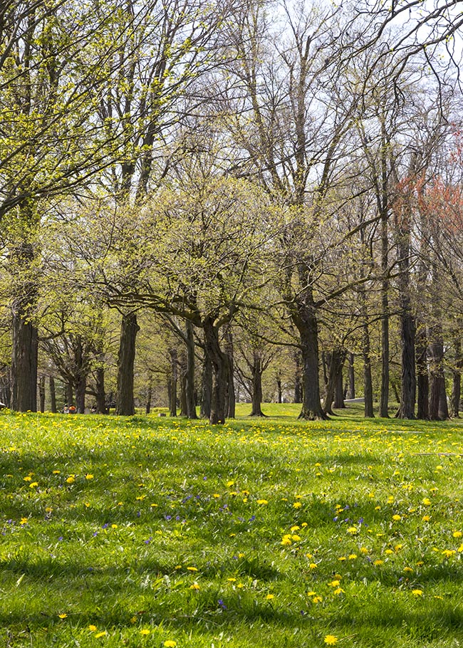 Spring at Queenston Heights