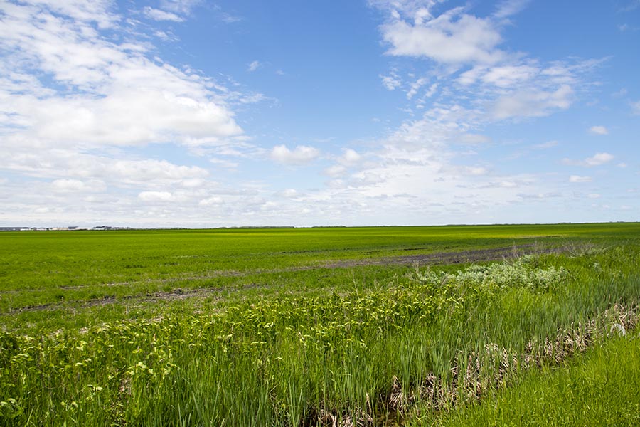 Manitoba Prairie