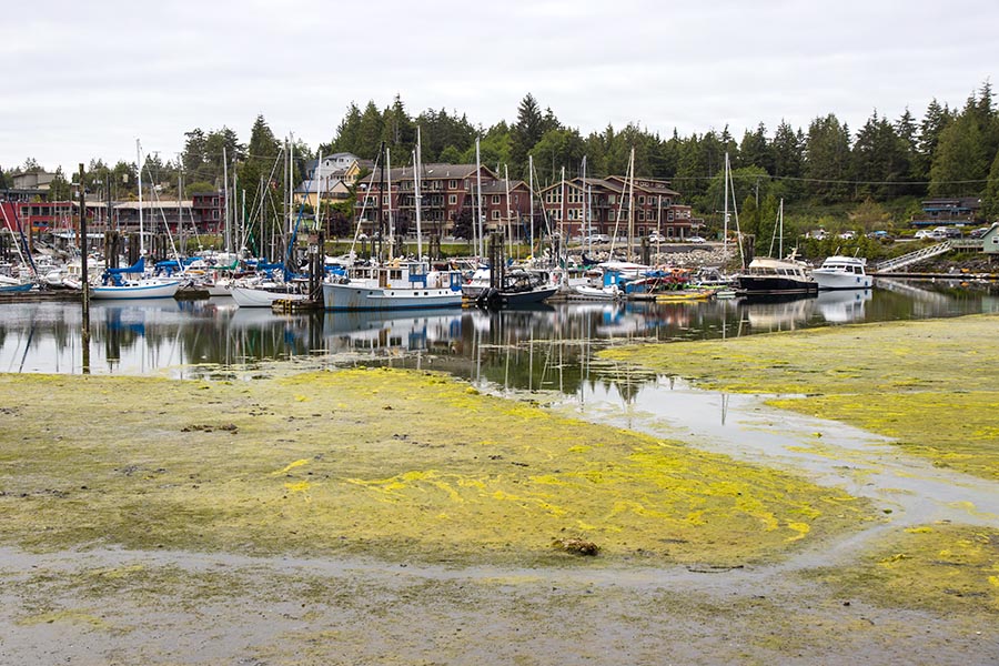 Uclulet Harbour at Low Tide