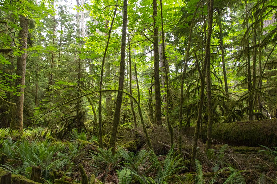 Cathedral Grove