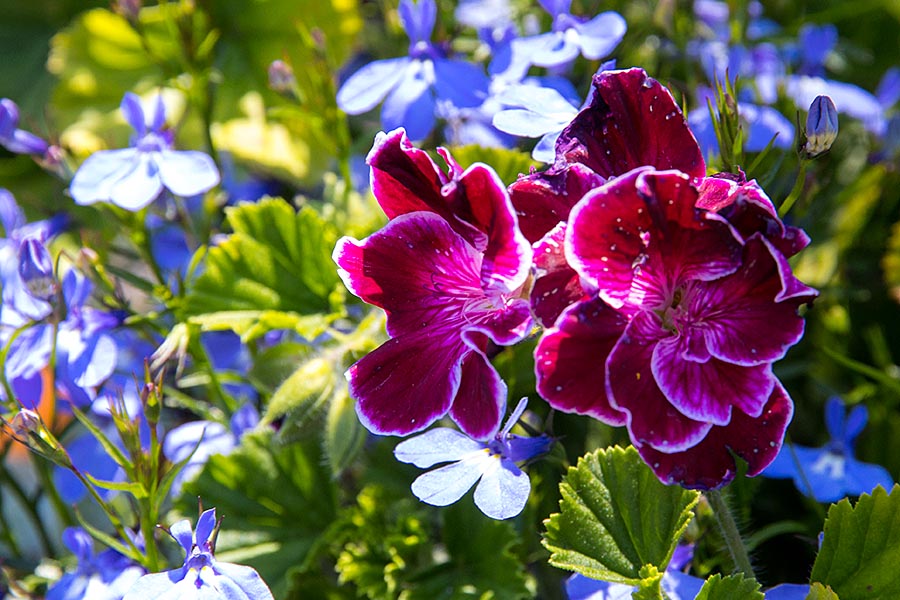 Geranium & Lobelia