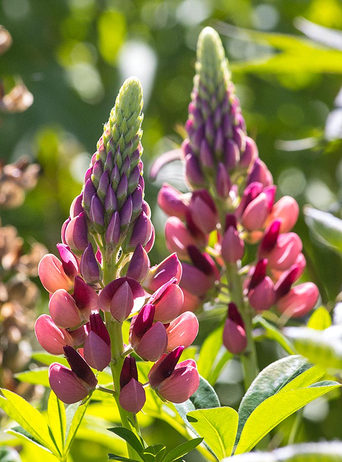 Lupins in the Sun