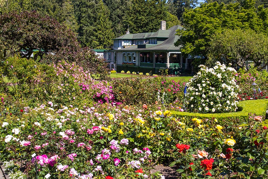 the Rose Garden