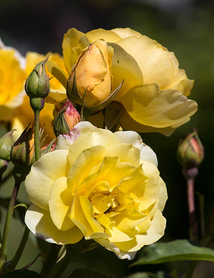 Yellow Roses