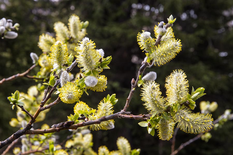 Catkins