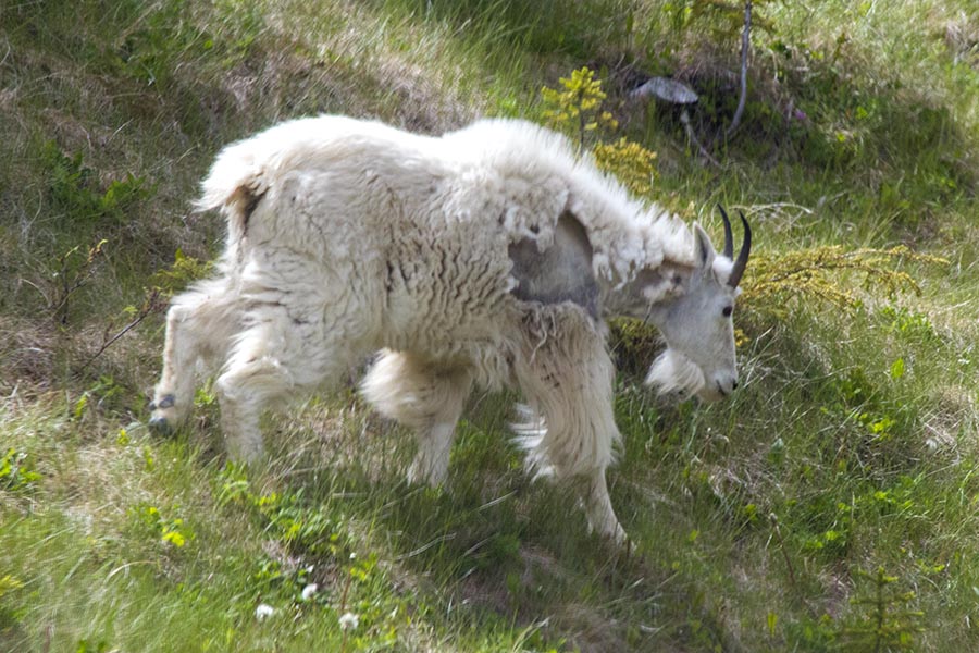 Scruffy Mountain Goat