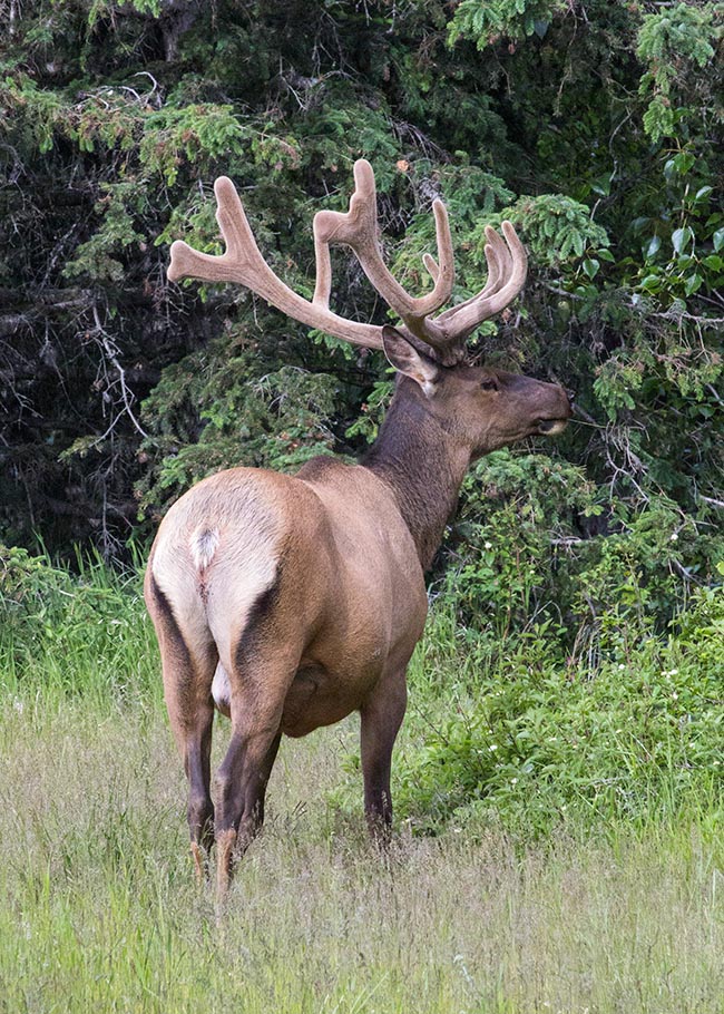 Elk