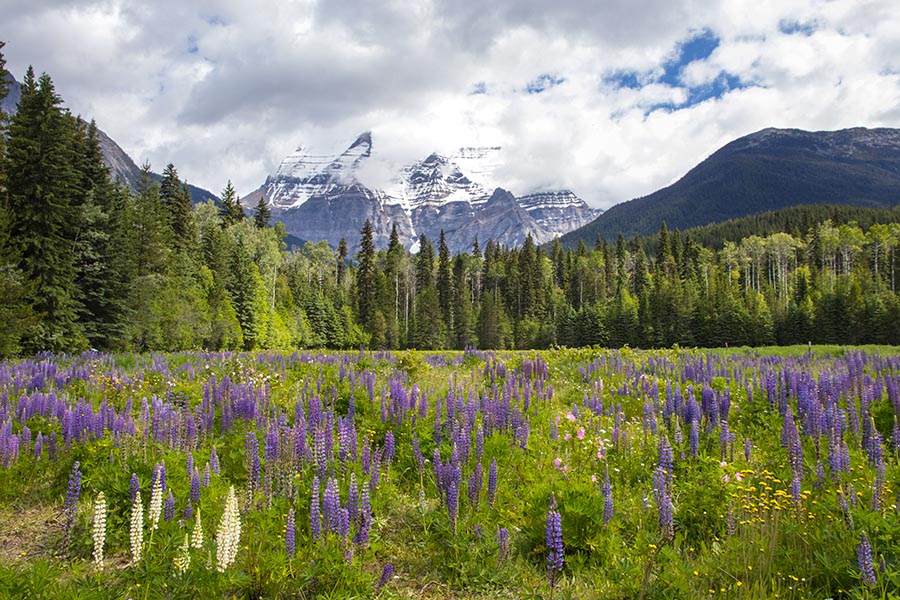 Wildflower Meadows at Mount Robson