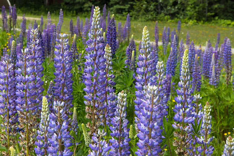 Lupins