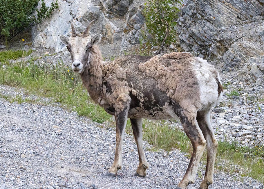 Scruffy Mountain Sheep