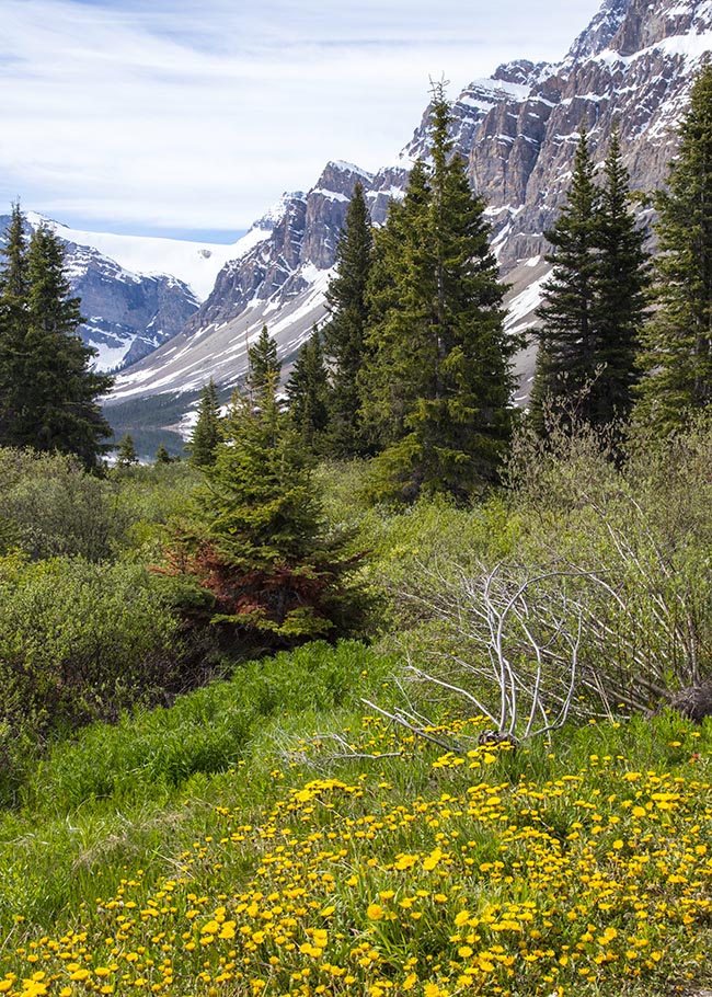 Spring in the Mountains