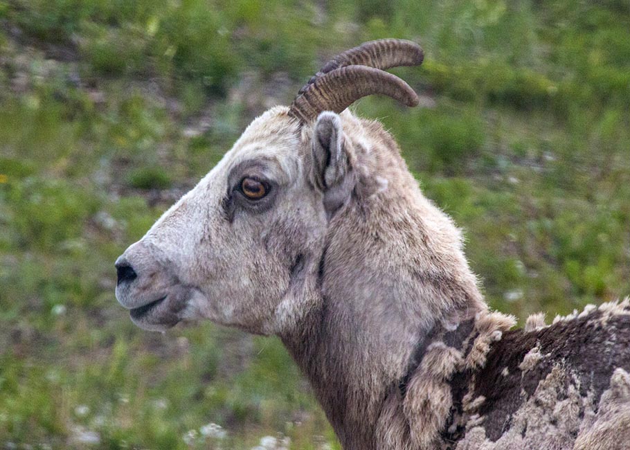 Mountain Sheep