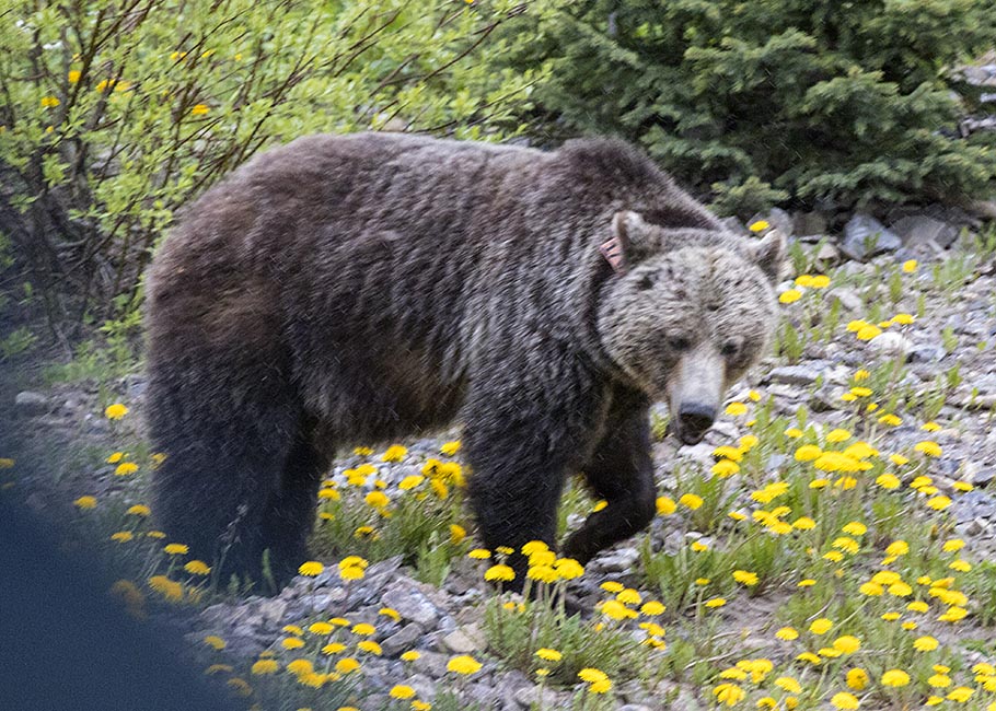 Grizzly in Kananaskis