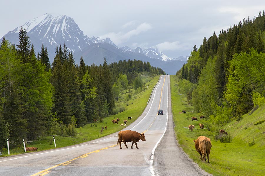 Wildlife on the Road