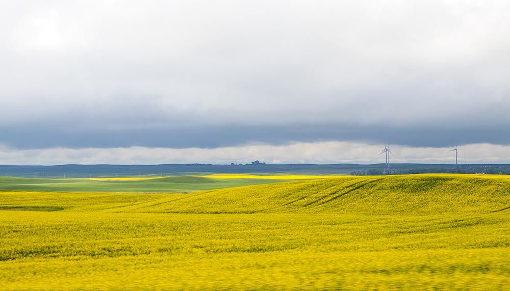 Canola Fields in Saskatchewan