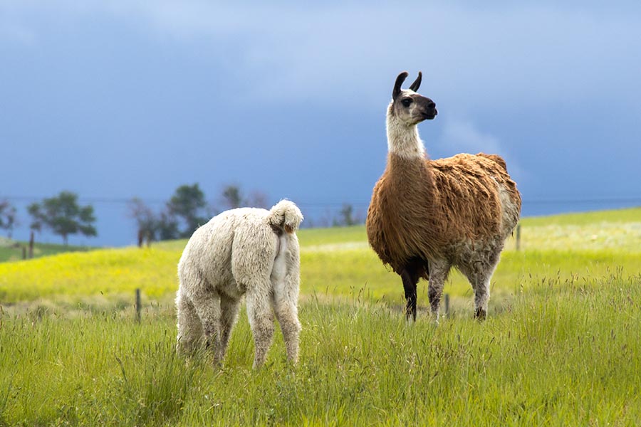 Llamas