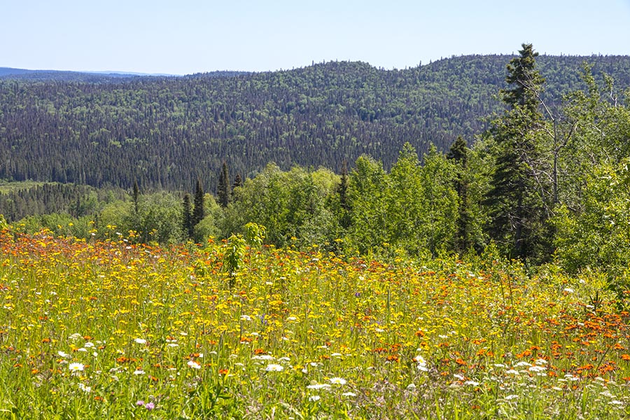 Wildflowers Along the Trans-Canada