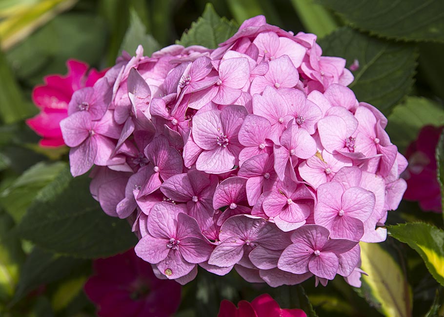 Pink Hydrangea