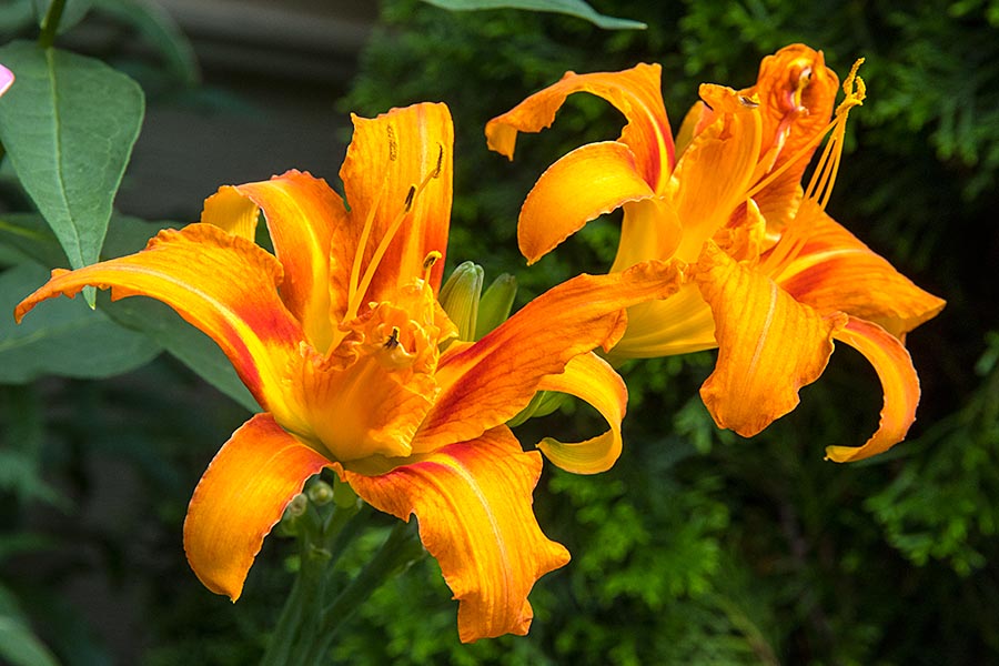 Double Orange Day Lilies