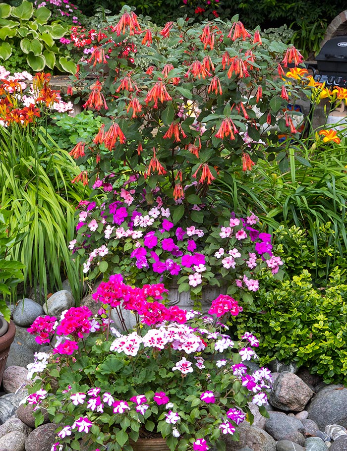 Fuchsia, Geraniums, and Impatiens